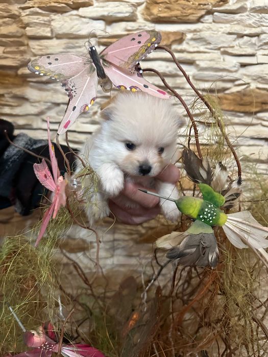 szpic miniaturowy pomeranian suczka Zarezerwowana