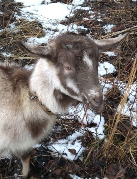 Продам козу , кіз , козочок