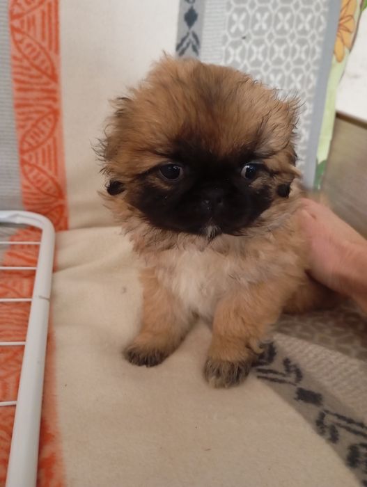 Королівські чистокровні пекінесочки