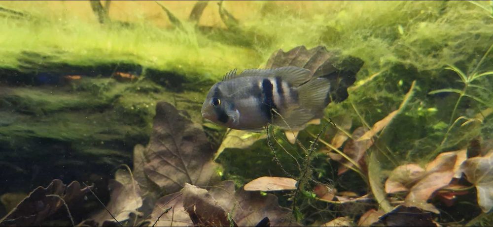 3 Cleithracara maronii