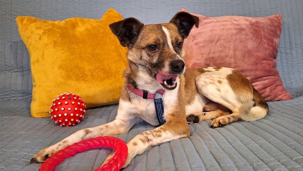 Wspaniały Lutek błaga o dom