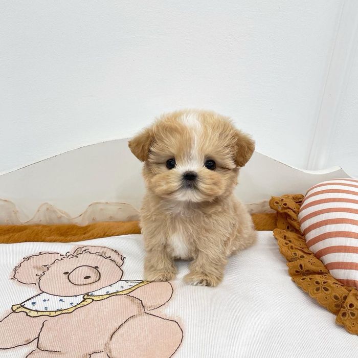 Мальтипу міні цуценятко