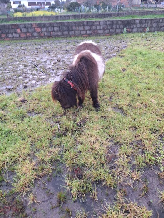 Casal de mini poneis