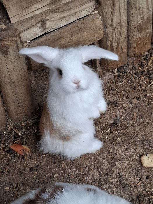 Coelhos Anões Raça Belier Puros