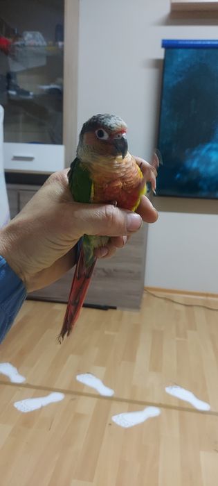 Papuga oswojona  z klatką