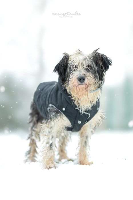 Panda czeka na swój pierwszy dom!