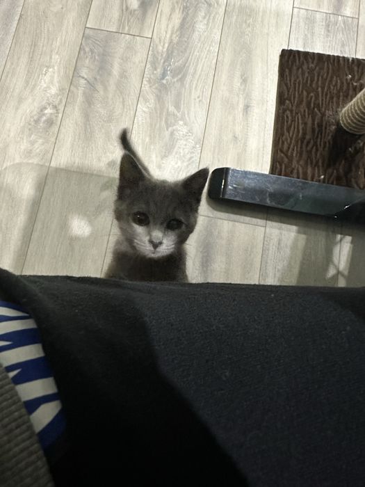 Котик шукає сімʼю. Віддам у добрі руки.