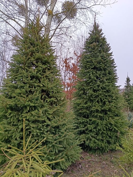 Świerki Bożonarodzeniowe - duży wybór