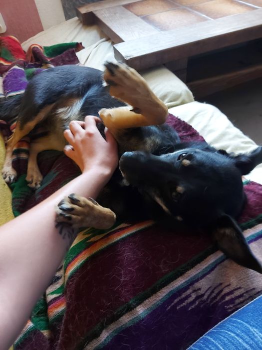 Dakota - super sunia do adopcji