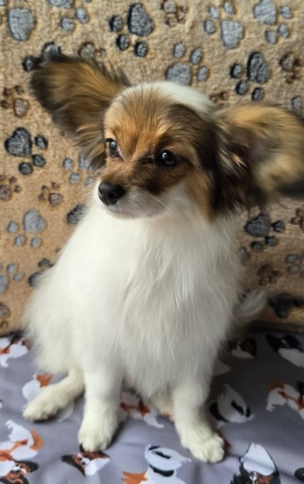 Papillon Spaniel kontynentalny miniaturowy  - piesek - ZKwP/FCI