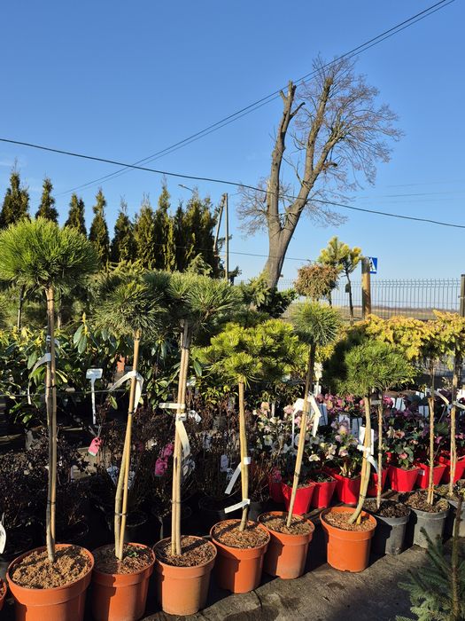 Iglaki miniaturowe , iglaki szczepione na pniu.