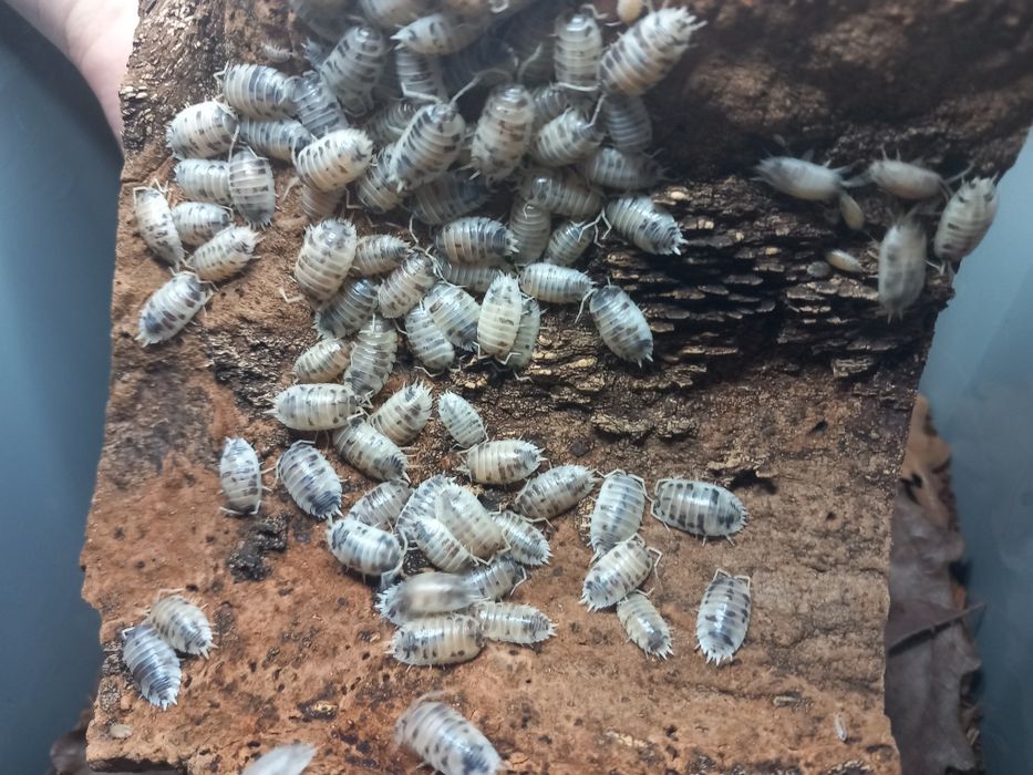 Isopody Armadillidium werneri / Porcellio laevis
