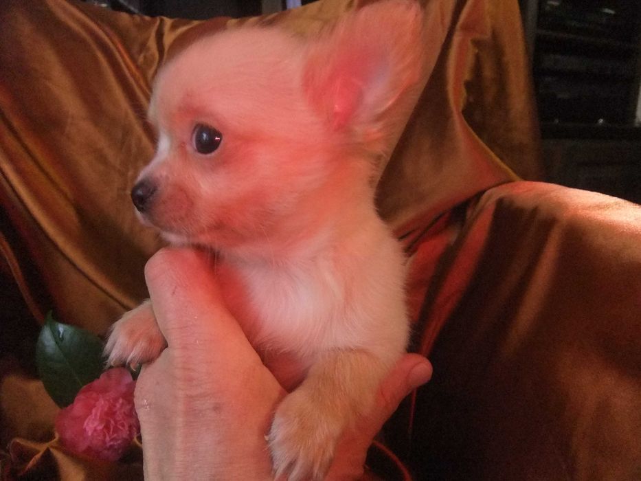 chihuahua mini  pêlo comprido