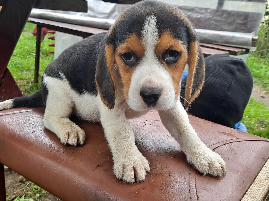 Psy rasowe beagle