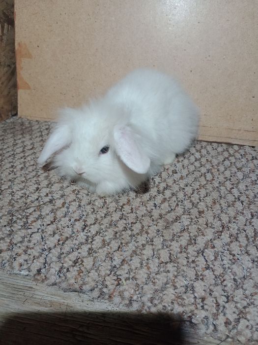 Декоративні кролики