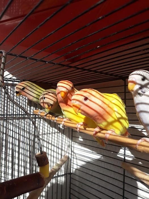 Vendo estes 4 Roseicollis