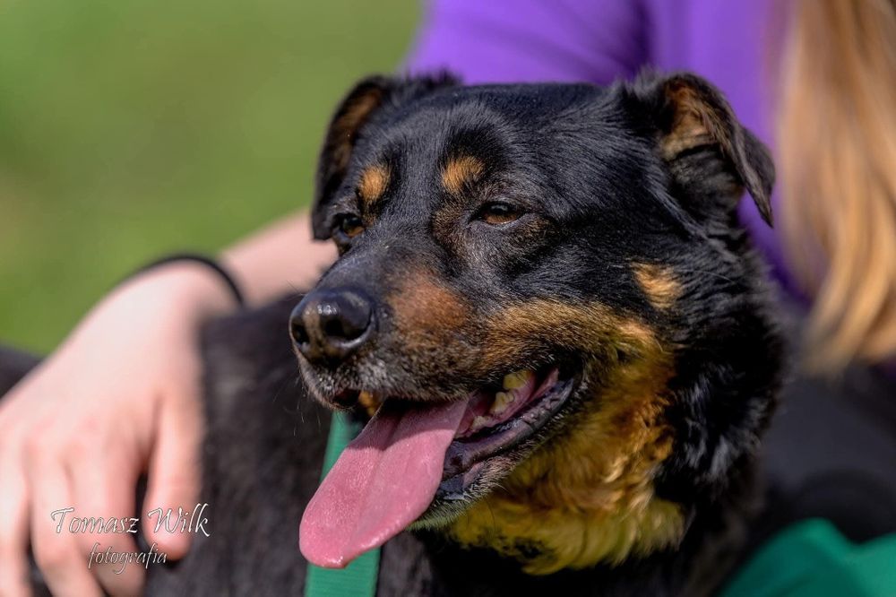 Tajger - starszy pies do adopcji dla odpowiedzialnej osoby