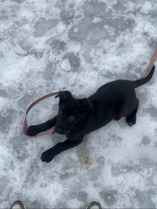 Вітаємо в добрі руки , або у хорошу сім'ю