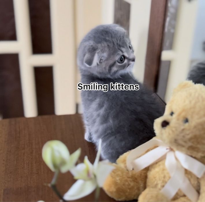 Срібні  кошенята