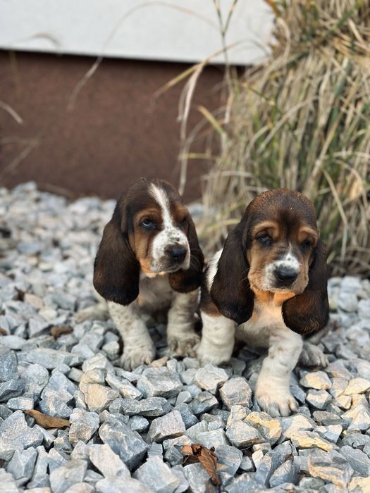 Suczka Basset Hound Z Doliny Prosny