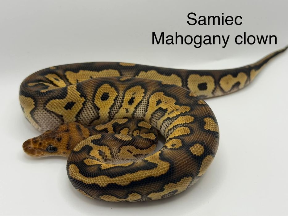 Samiec P. regius mahogany clown CB25