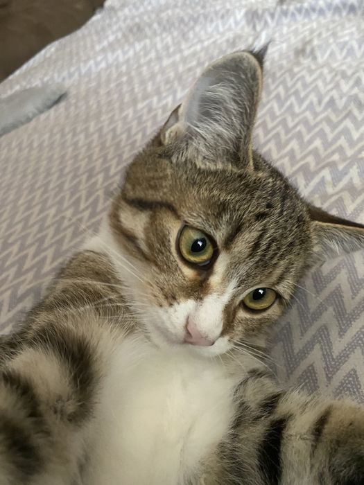 Молодой котик,11 месяцев