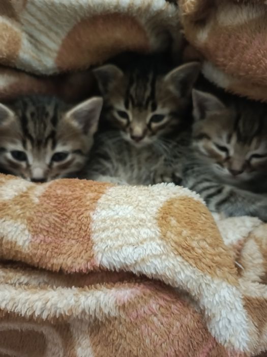 Отдам бесплатно котиков