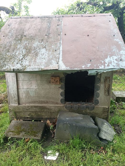 Buda dla dużego psa