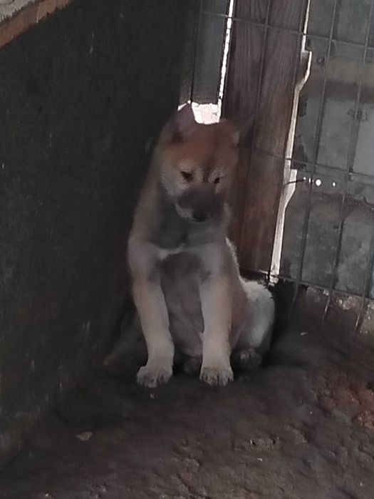 Łajka zachodniosyberyjska szczeniak