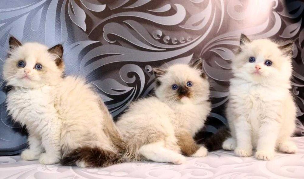 Чистокровні котики з яскравими очима-Ragdoll (Регдолл