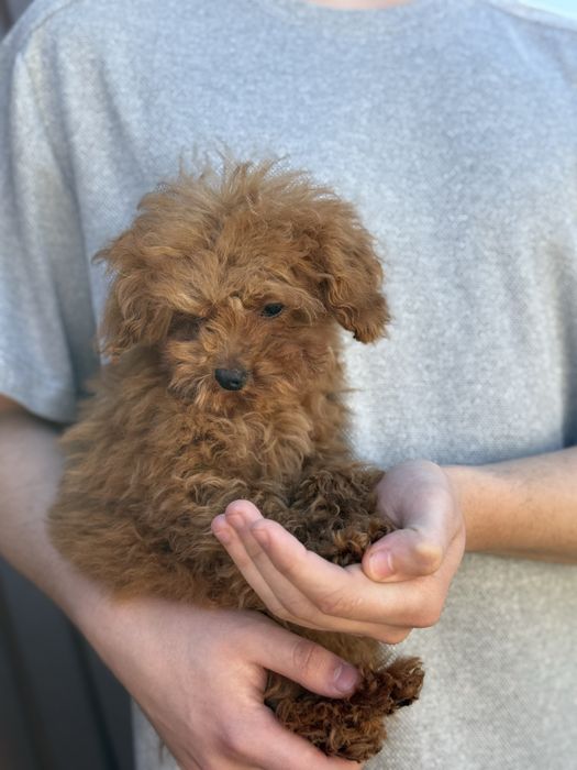 Той пудель 07.11 хлопчик