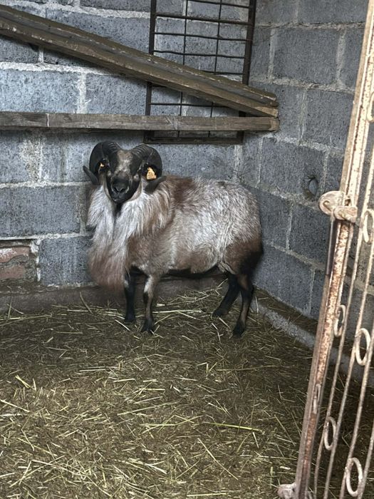 Sprzedam barana kameruńskiego