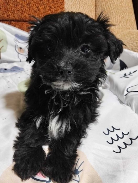 Havapoo suczka słodka śliczna przebadani rodzice