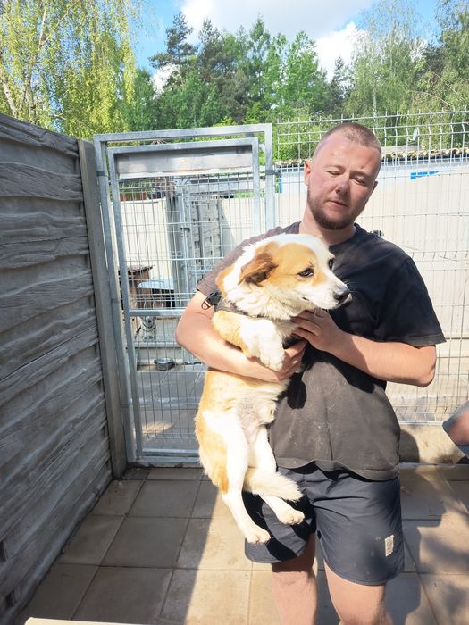 3letni Driver, 10 kg adopcja za darmo oddam