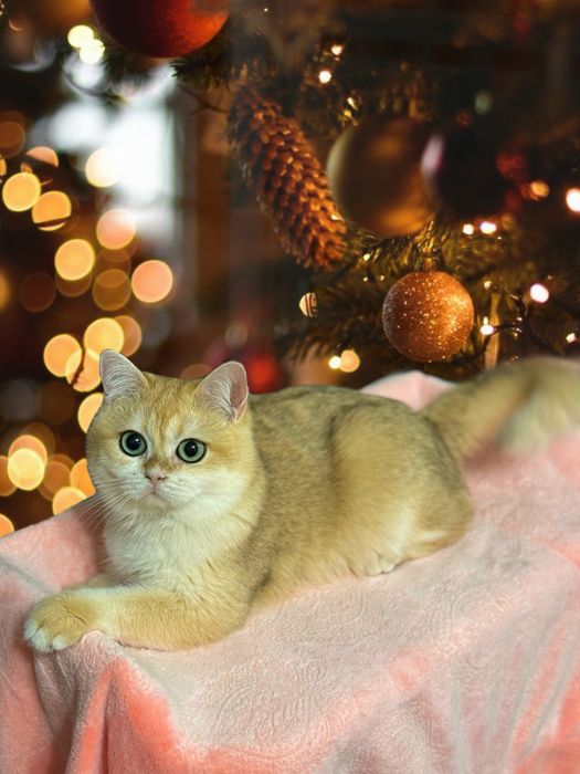 Мальчик золотая шиншилла