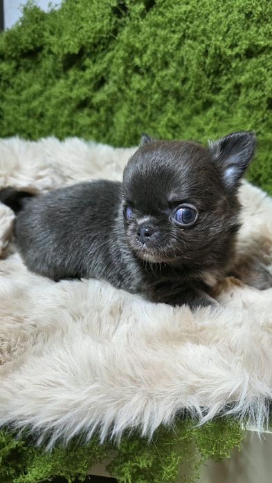 Chihuahua macho pelo longo