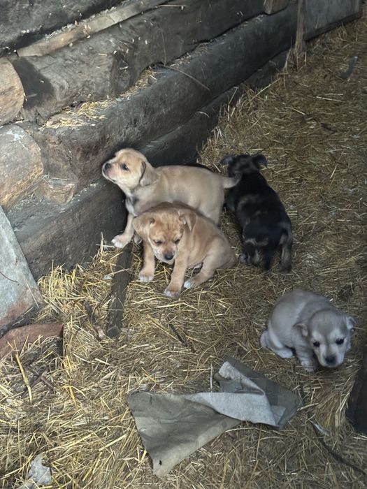 Щенята шукають родину