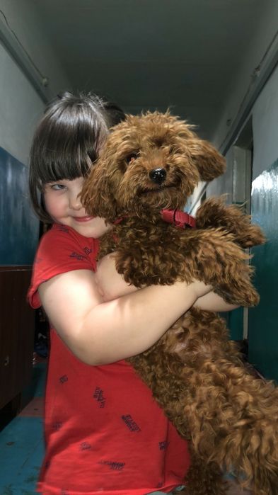 Вязка пудель окрас ред браун