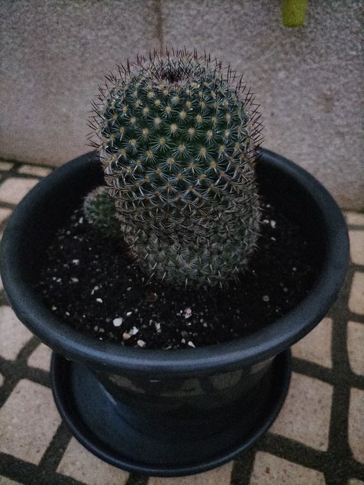 O cato criado no meu jardim.