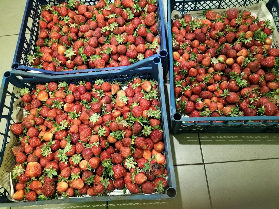 Саджанці малина ожина інжир полуниця саженцы малина клубника ежевика