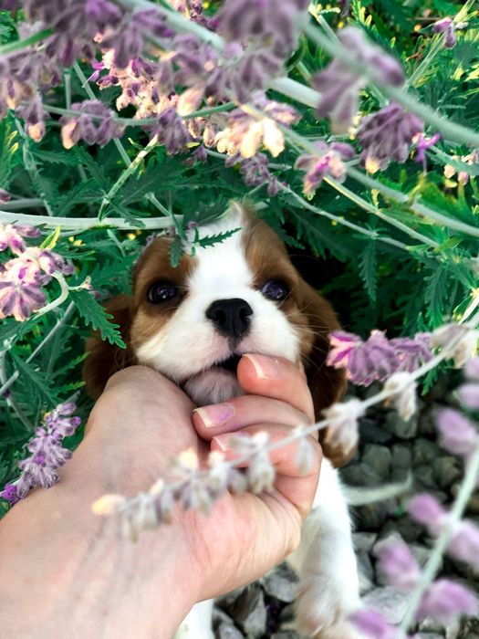 Idealny Cavalier King bardzo inteligentny chłopiec szkolenie rodowód