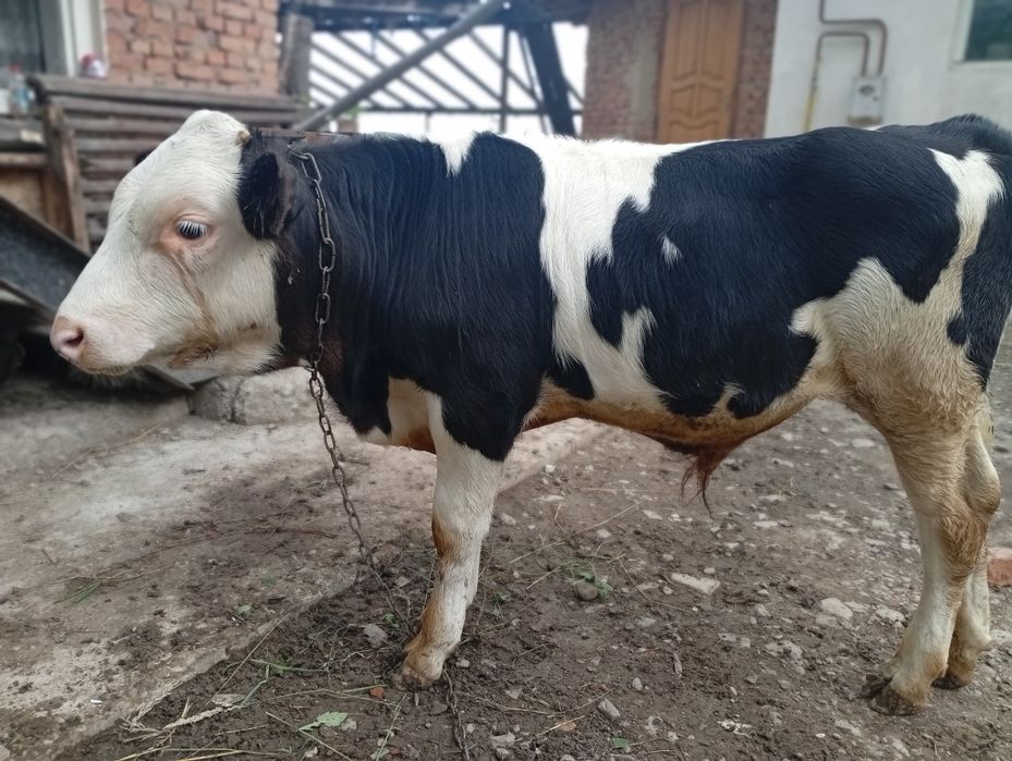 Продам молочного бичка
