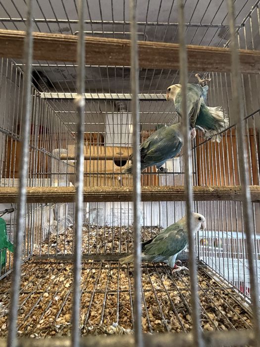 Agapornis de todos os estilos!