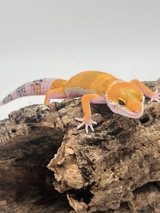 Gekon lamparci gekony lamparcie