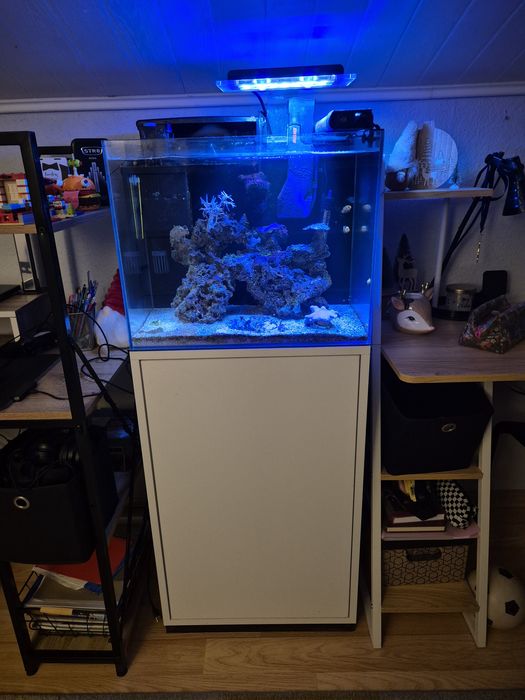 Akwarium morskie 60 litrów