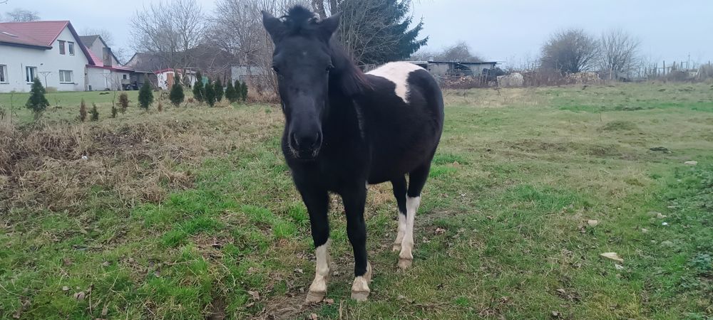 Klacz huculska 3 letnia gotowa do ujeżdżania