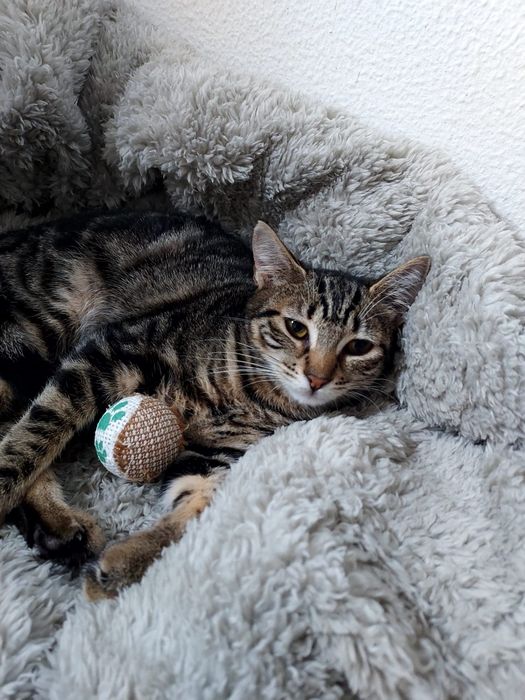 Gatinha esterilizada para adoção