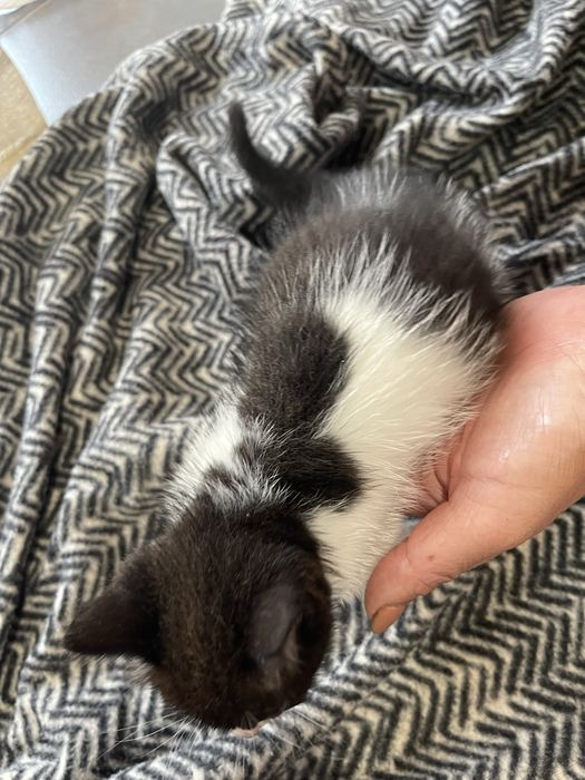 Gatinha bebe para adoção