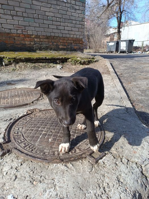 Гарнюще цуценятко (дівчинка)