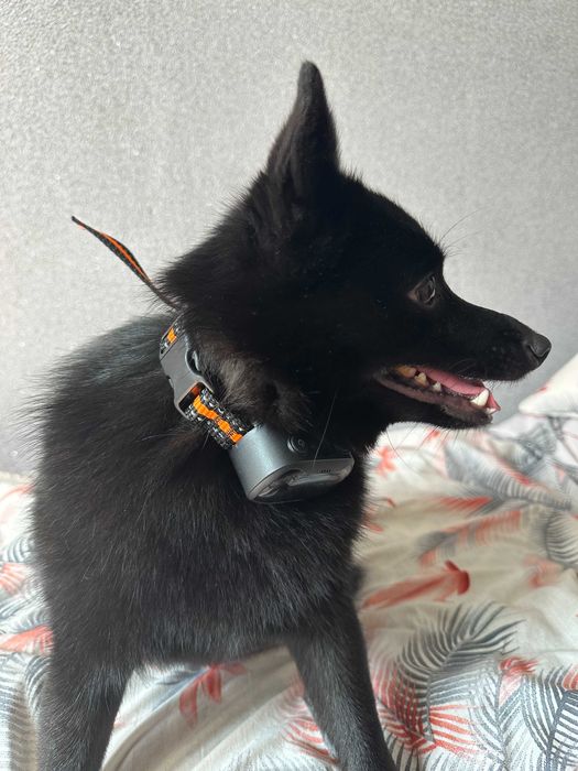 Анти гавкіт нашийник для собак ультразвуковий з вібрацією DOAKT Bark